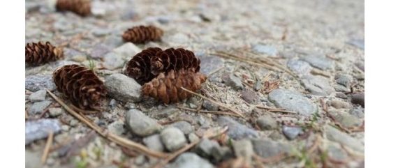 Lenten Devotional: Of Pinecones, Timing and Purpose